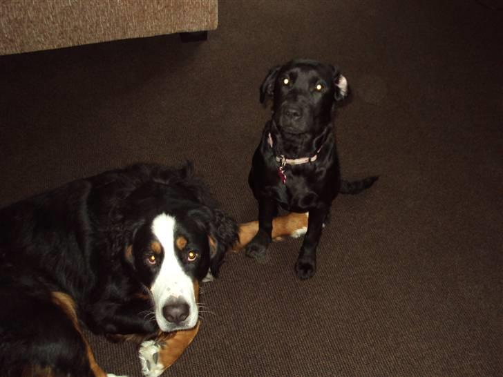 Labrador retriever Nikoline - Nikoline og Nanna billede 2