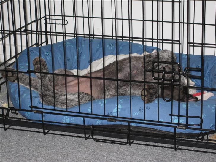 Ruhåret hønsehund Tjok billede 5