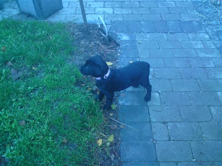 Labrador retriever Nikoline billede 3