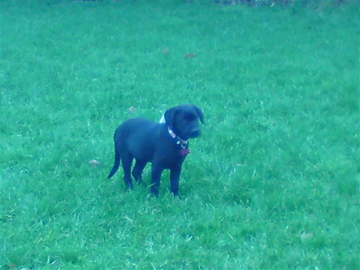 Labrador retriever Nikoline billede 4