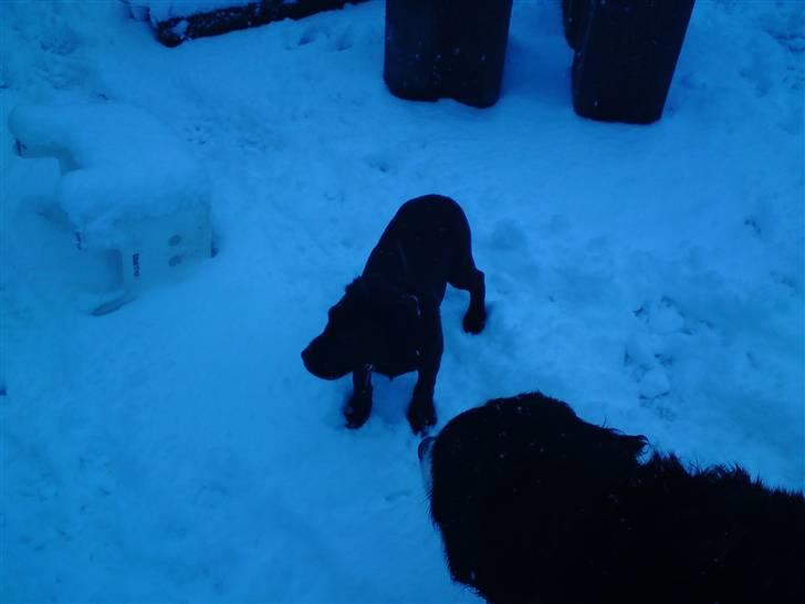 Labrador retriever Nikoline billede 5