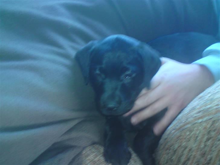 Labrador retriever Nikoline billede 6