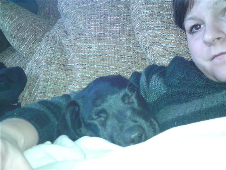 Labrador retriever Nikoline - hygge med mor billede 7