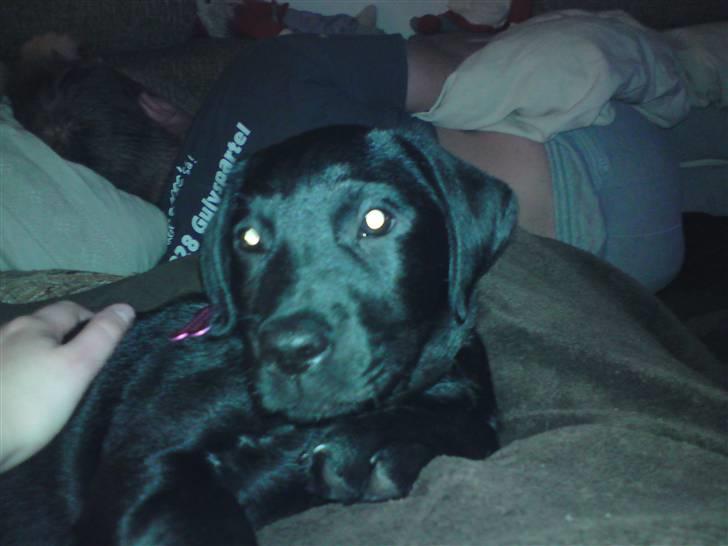 Labrador retriever Nikoline billede 8