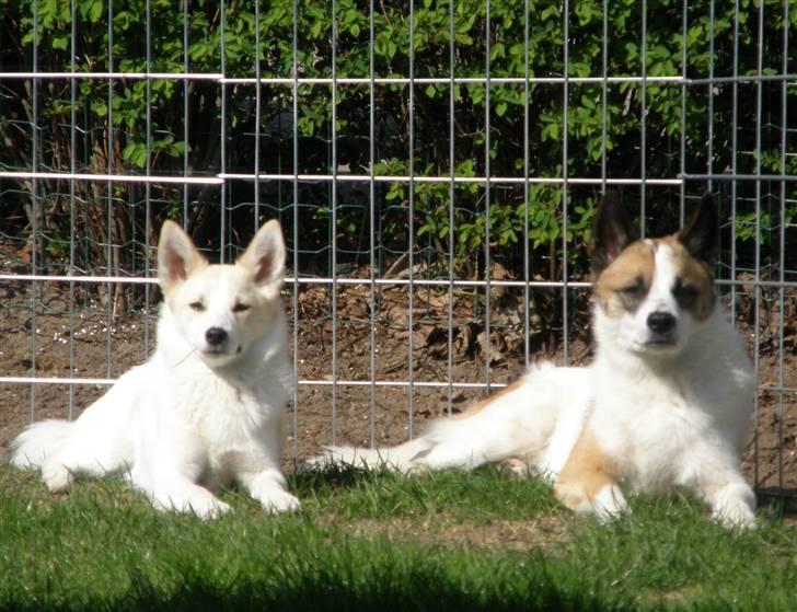 Norrbottenspids Spidsbjørnens Coda - Coda og lillesøster Merle - maj 2010 billede 14