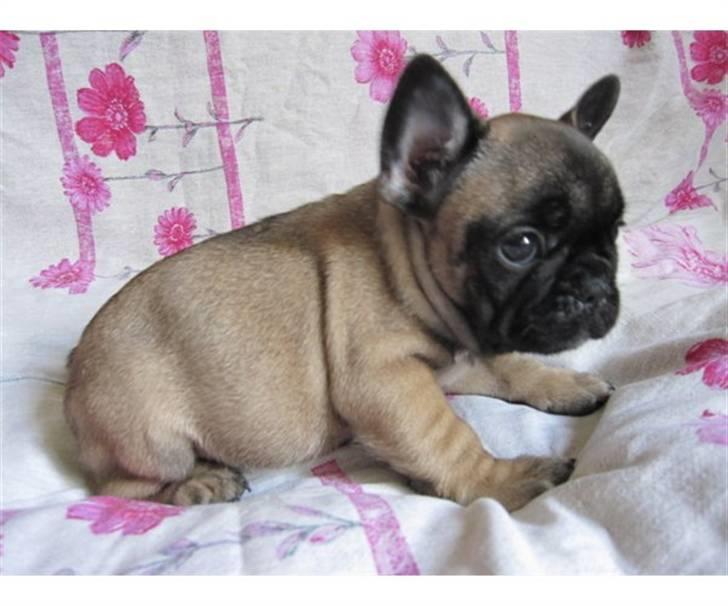 Fransk bulldog Bounty - Bounty billede 1