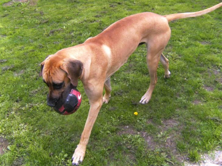 Grand danois Odin billede 6