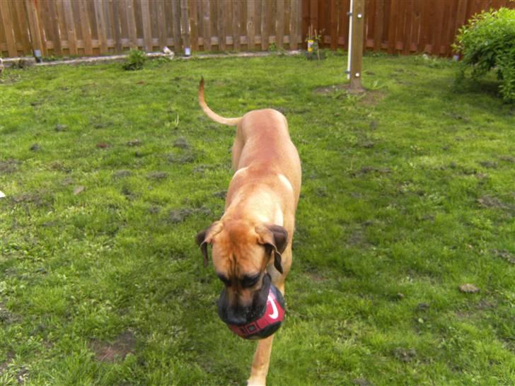 Grand danois Odin billede 7