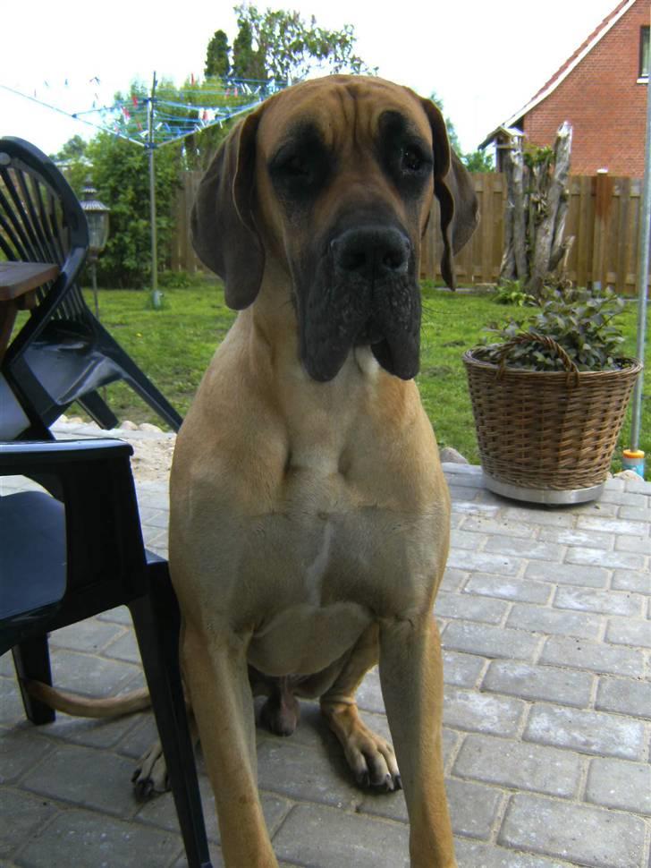 Grand danois Odin billede 8