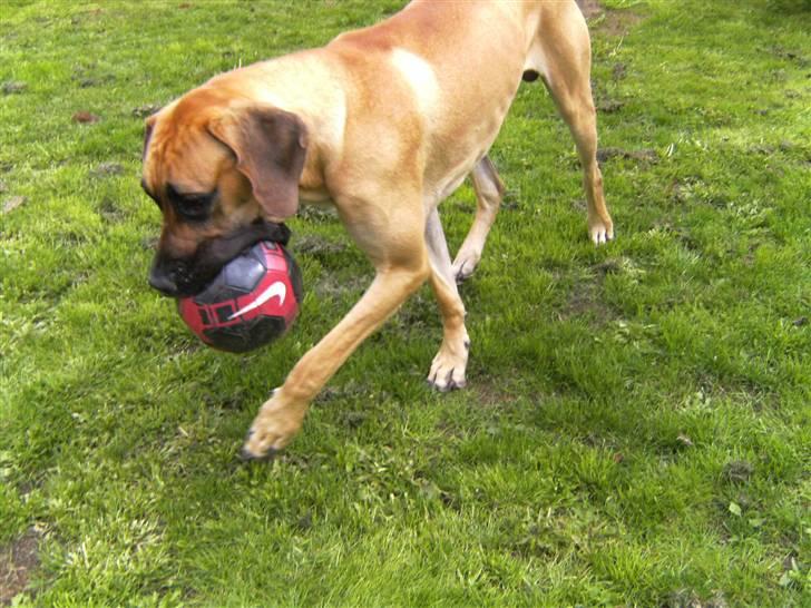 Grand danois Odin billede 9