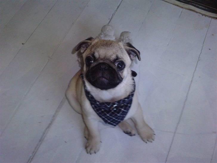 Mops Milo - Milo ca. 4 mdr med sit fine nye halsbånd.  billede 5