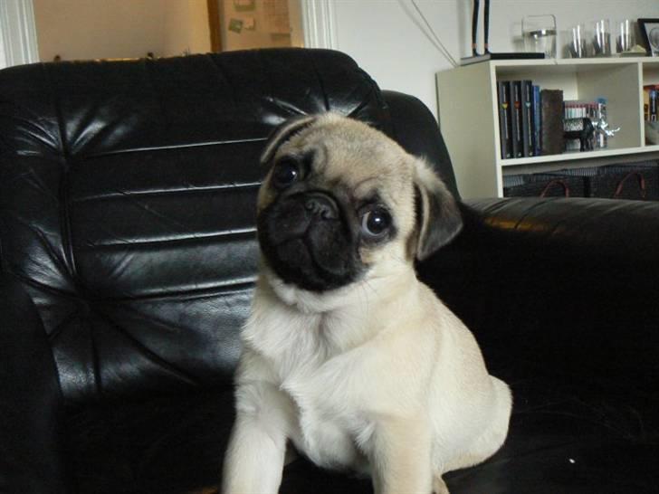 Mops Milo - Milo ca. 10 uger.  billede 6