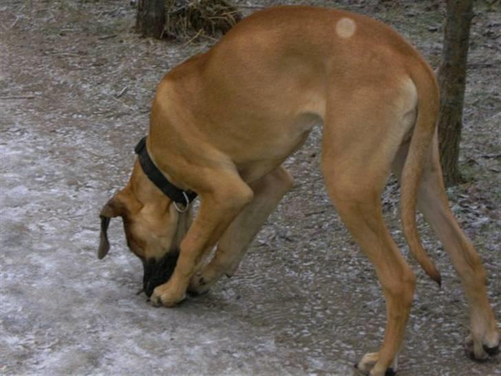 Grand danois Odin billede 10