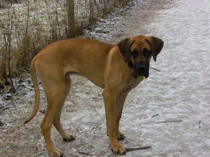 Grand danois Odin billede 11