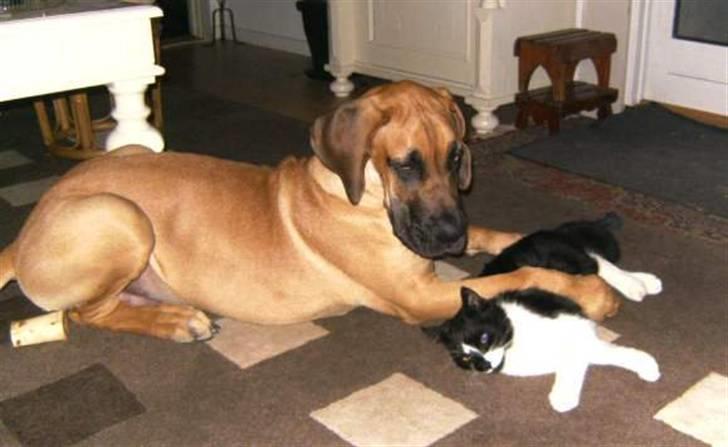 Grand danois Odin - FANGET!! :D  billede 12