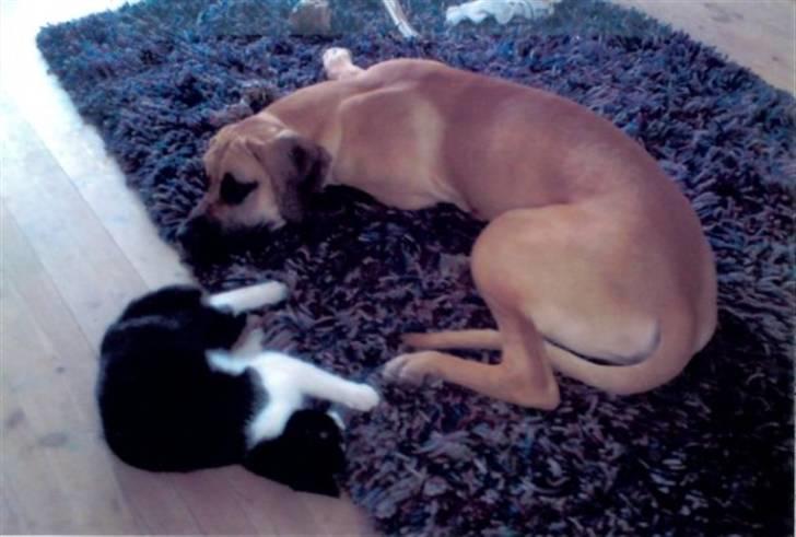 Grand danois Odin - ZzzZzzZ - dejligt at sove sammen med Knecke.  billede 13