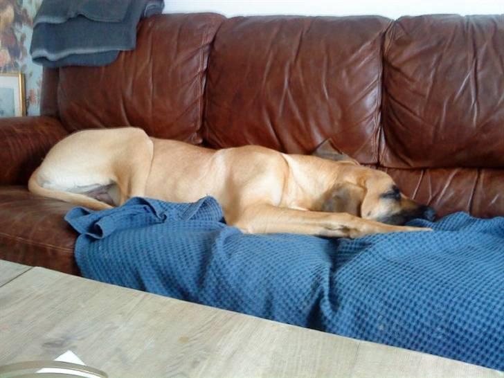 Grand danois Odin - mm, dejlig blød :b billede 14