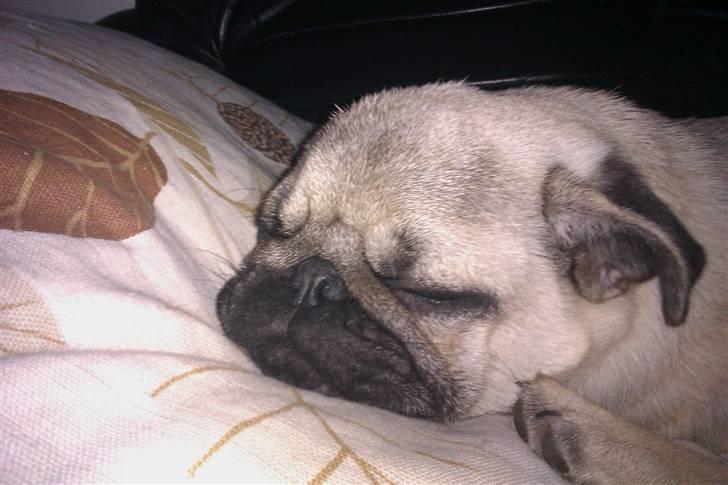 Mops Milo - En utrolig træt Milo billede 7