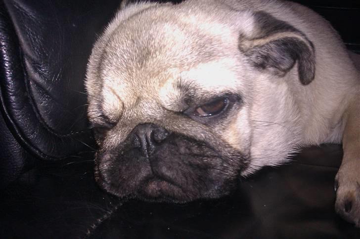 Mops Milo - En utrolig træt Milo billede 8