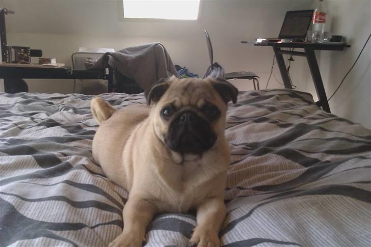 Mops Milo - Milo ligger i sengen og hygger sig.  billede 9