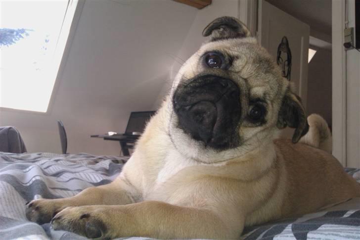 Mops Milo - Head tilt :)  billede 10