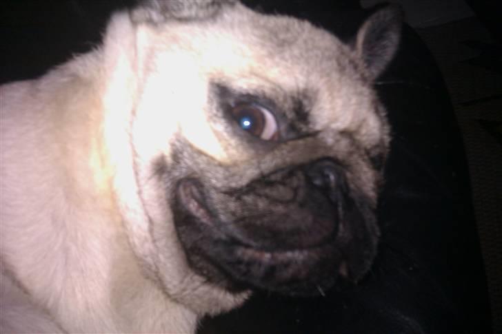 Mops Milo - Milo smiler til kameramanden !  billede 11