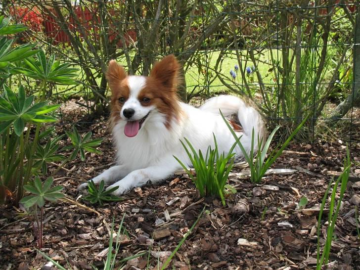 Papillon Victor/Vixen billede 15