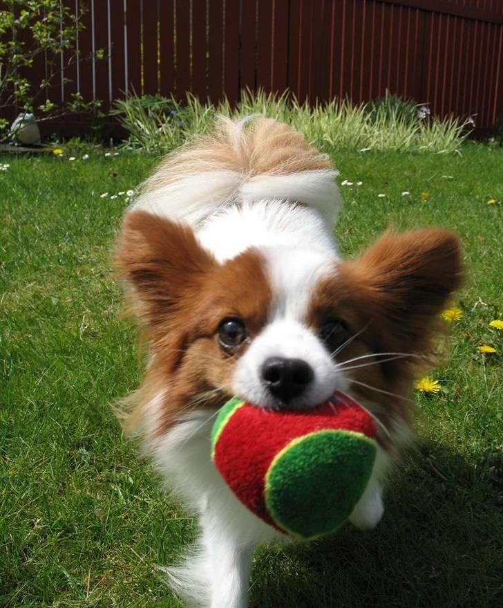 Papillon Victor/Vixen - Playyyyy ball !!! billede 16