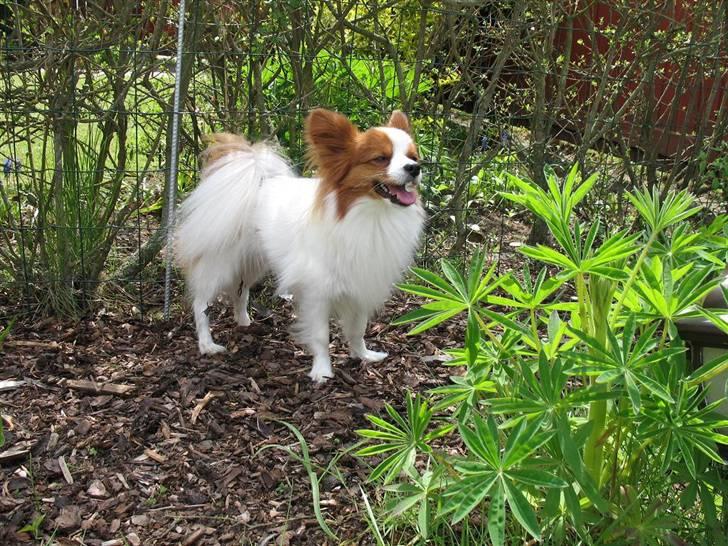 Papillon Victor/Vixen billede 17