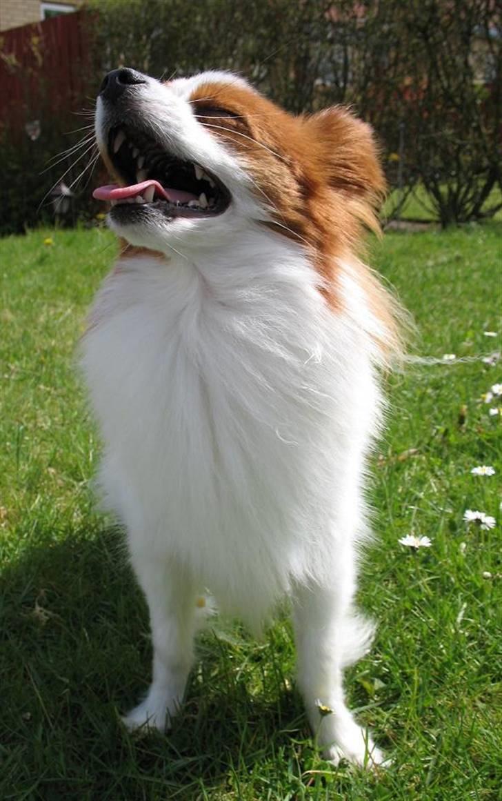 Papillon Victor/Vixen - Victor laver ulvehyl... billede 18