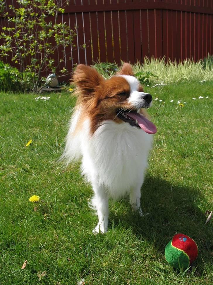 Papillon Victor/Vixen billede 19