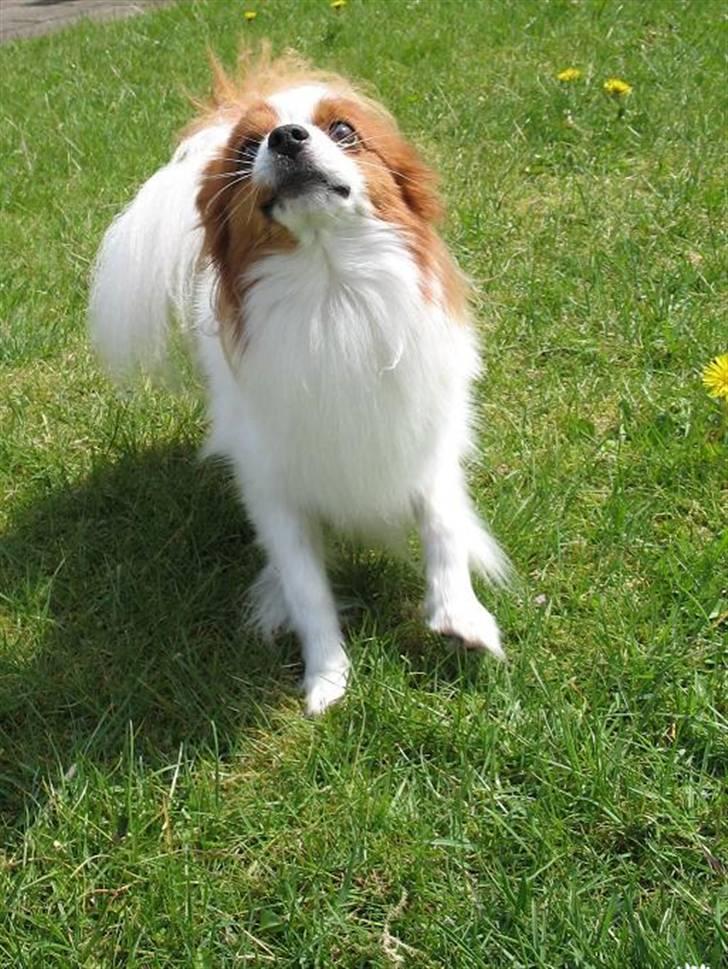 Papillon Victor/Vixen - Hyonotized, by the ball...he he billede 20