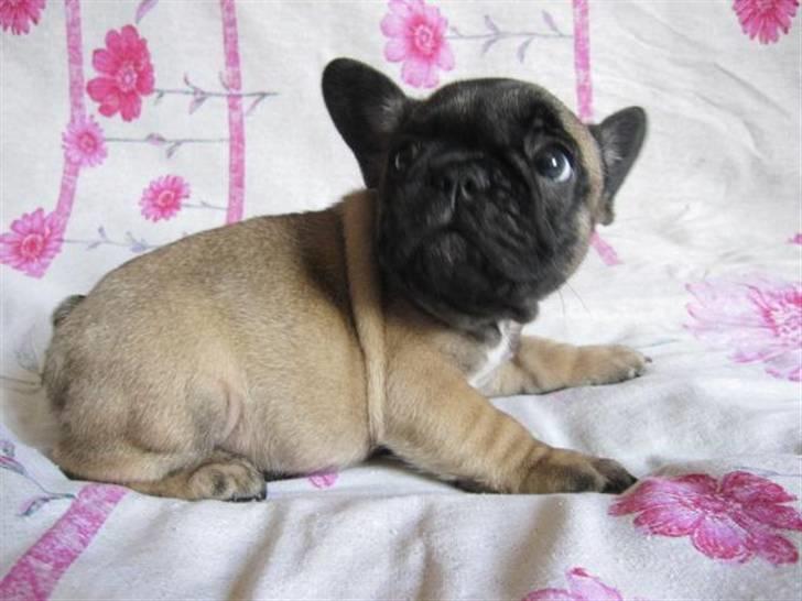Fransk bulldog Bounty - Bounty billede 2