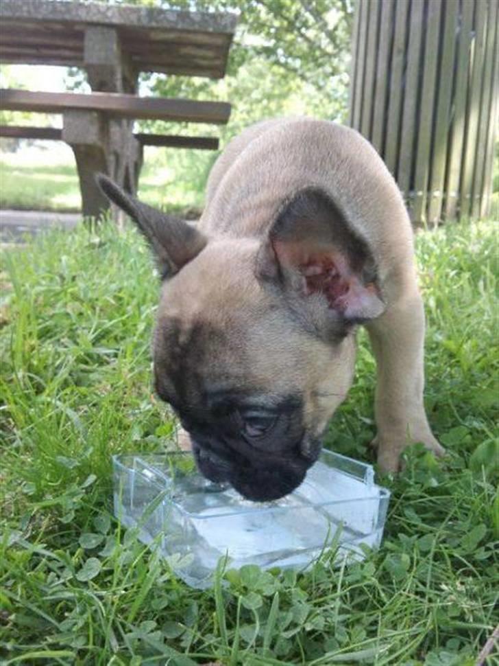 Fransk bulldog Bounty - På vejen hjem billede 3