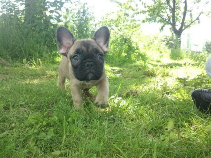 Fransk bulldog Bounty - Lige en løbetur inden vi kører igen billede 4