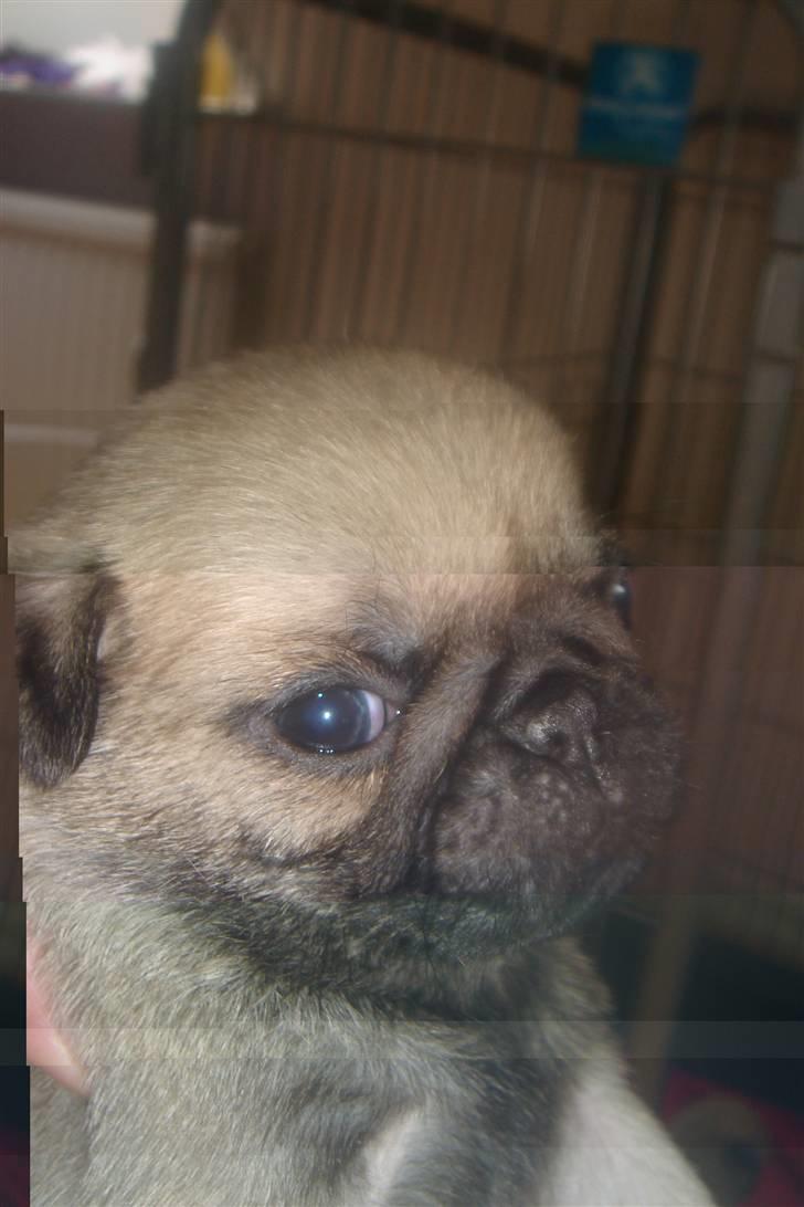 Mops Milo - Milo ca. 4 uger. Billedet jeg fik tildsendt af Milo da jeg skulle vælge hvem af dem jeg ville have. Der er godt nok sket meget siden det billeder her. billede 12