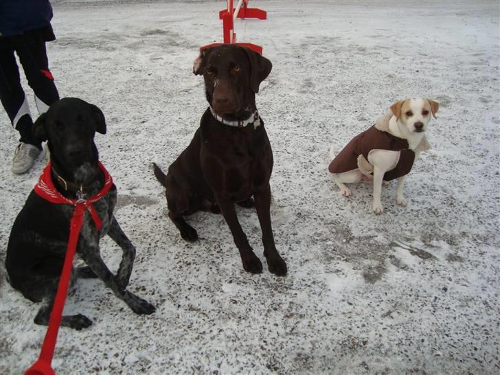 Blanding af racer Bella - Bella, Dumle & Bailey billede 12