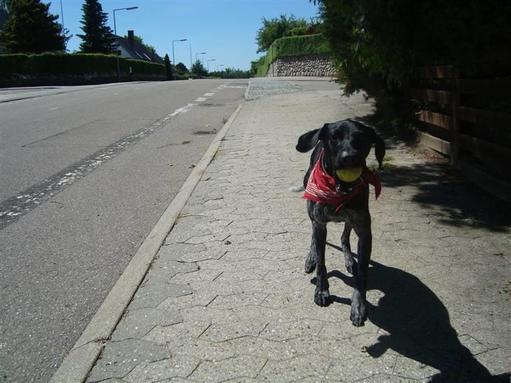 Blanding af racer Bella billede 13