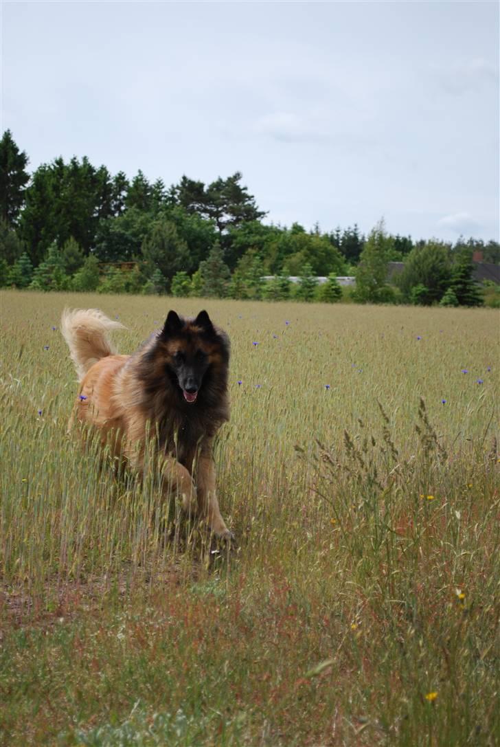 Tervueren Frodo ( susmik's Kudo) - 2009 - Frodo på marken  billede 16