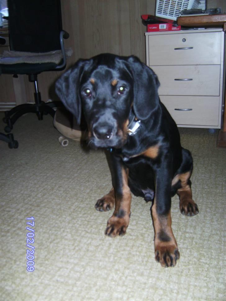 Blanding af racer Bamse billede 10