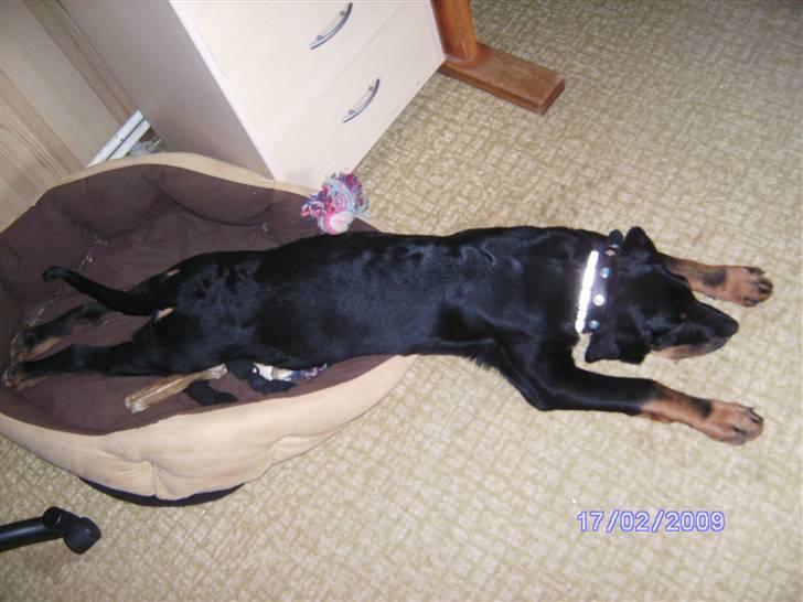 Blanding af racer Bamse - så lang er jeg ved at være billede 11