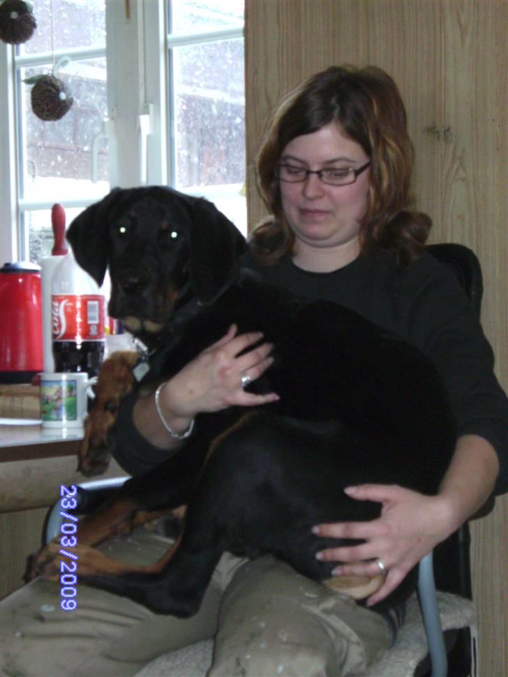 Blanding af racer Bamse - viser lige mor at jeg ikke er for stor endnu til at være skødehund billede 12