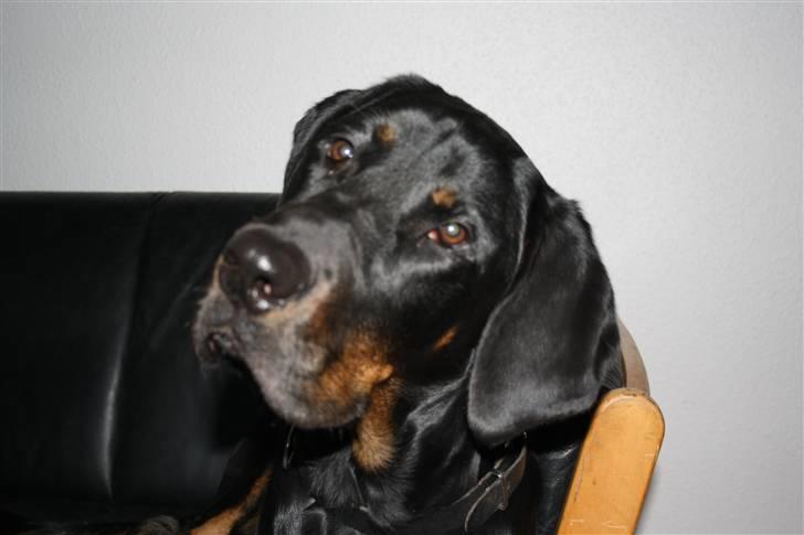 Blanding af racer Bamse billede 13