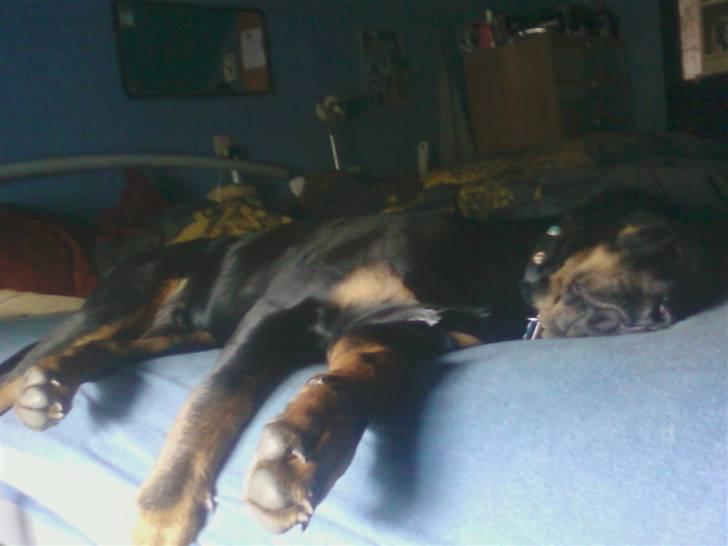 Blanding af racer Bamse - låner lige mor og fars seng billede 14