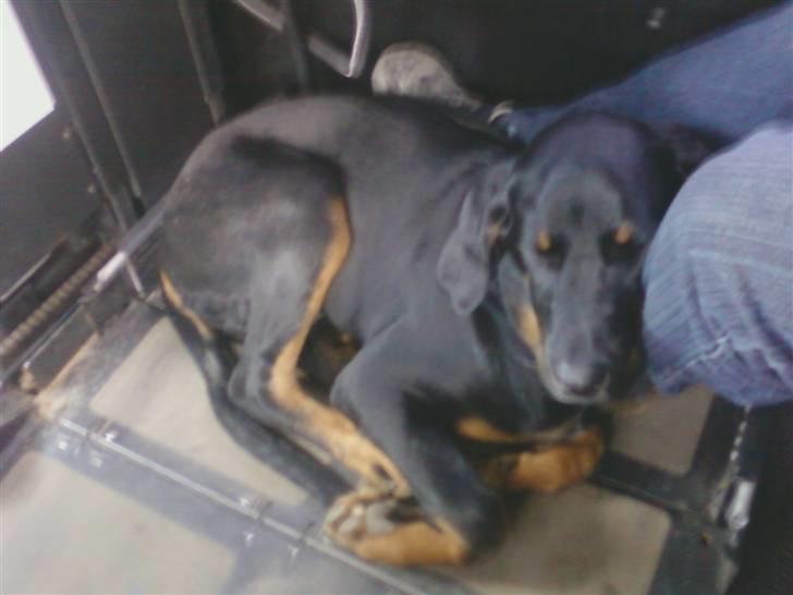 Blanding af racer Bamse billede 15