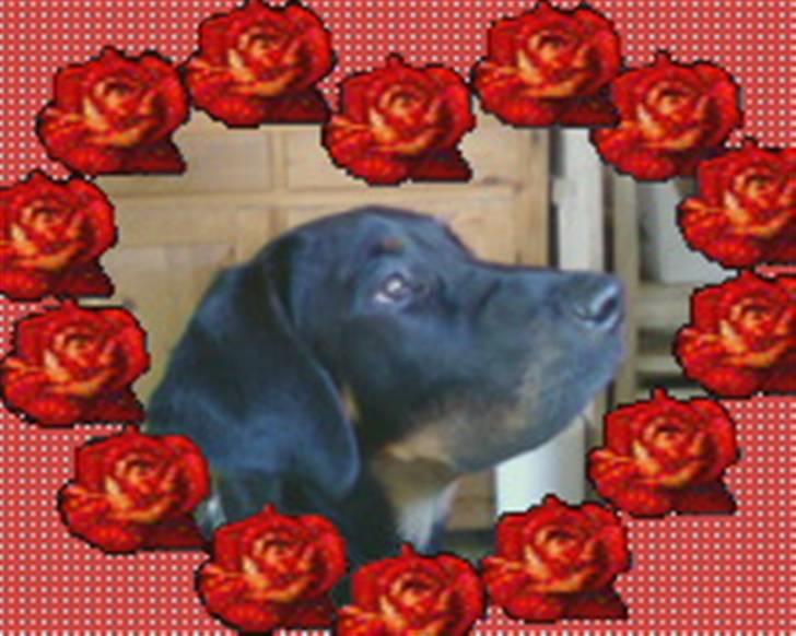 Blanding af racer Bamse billede 16