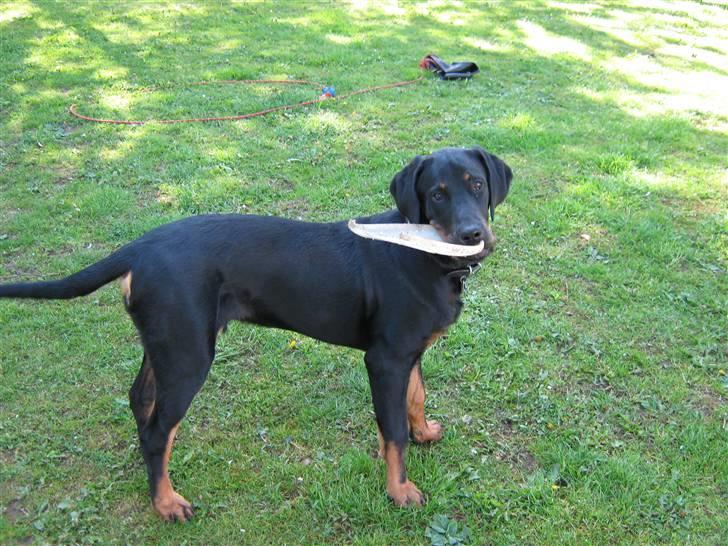 Blanding af racer Bamse billede 17