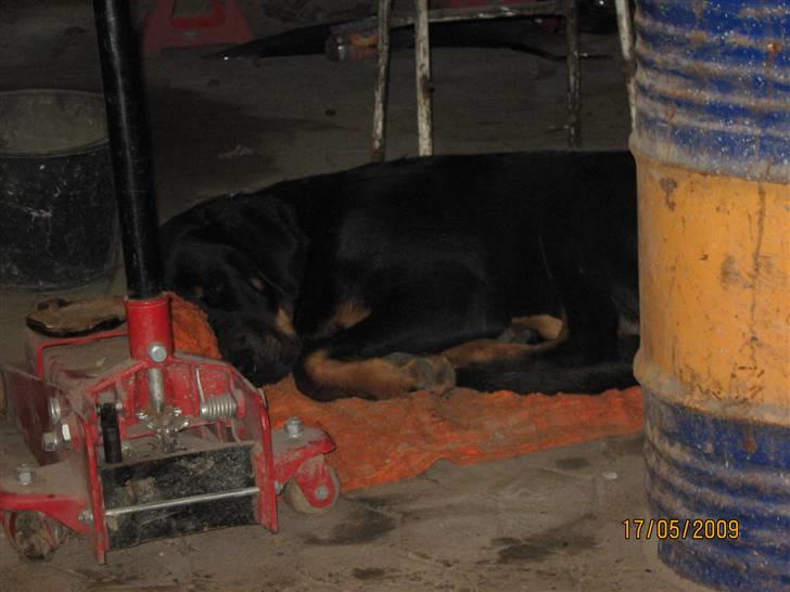 Blanding af racer Bamse - er med far i værkstedet billede 18