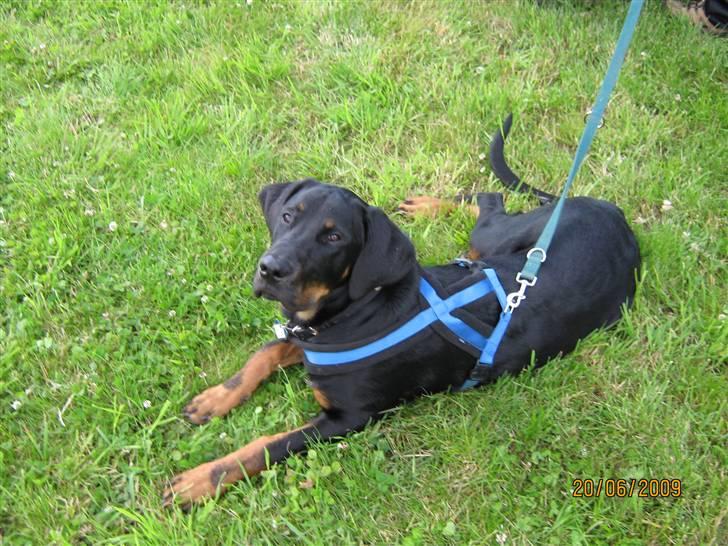 Blanding af racer Bamse - er med mor og far til traktortræk billede 19