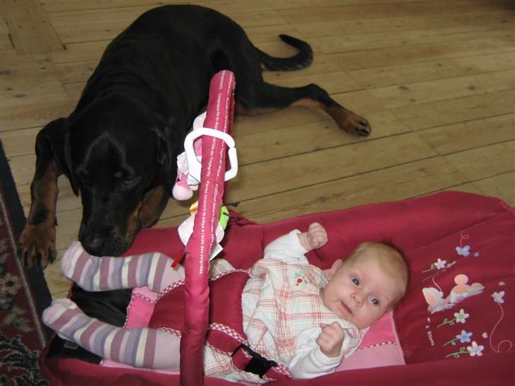 Blanding af racer Bamse - bamse sammen med lille kaija billede 20